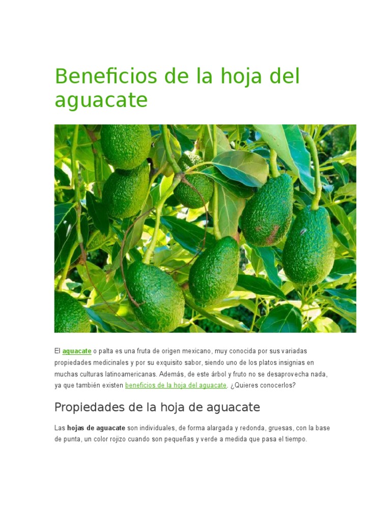 Beneficios de La Hoja Del Aguacate Aguacate Té Prueba gratuita de