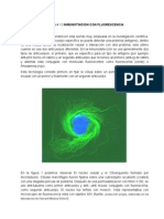 Inmunotincion Con Fluorescencia