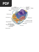 Celula Animal