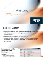 Ch.8 - Axial & Appendicular Skeleton