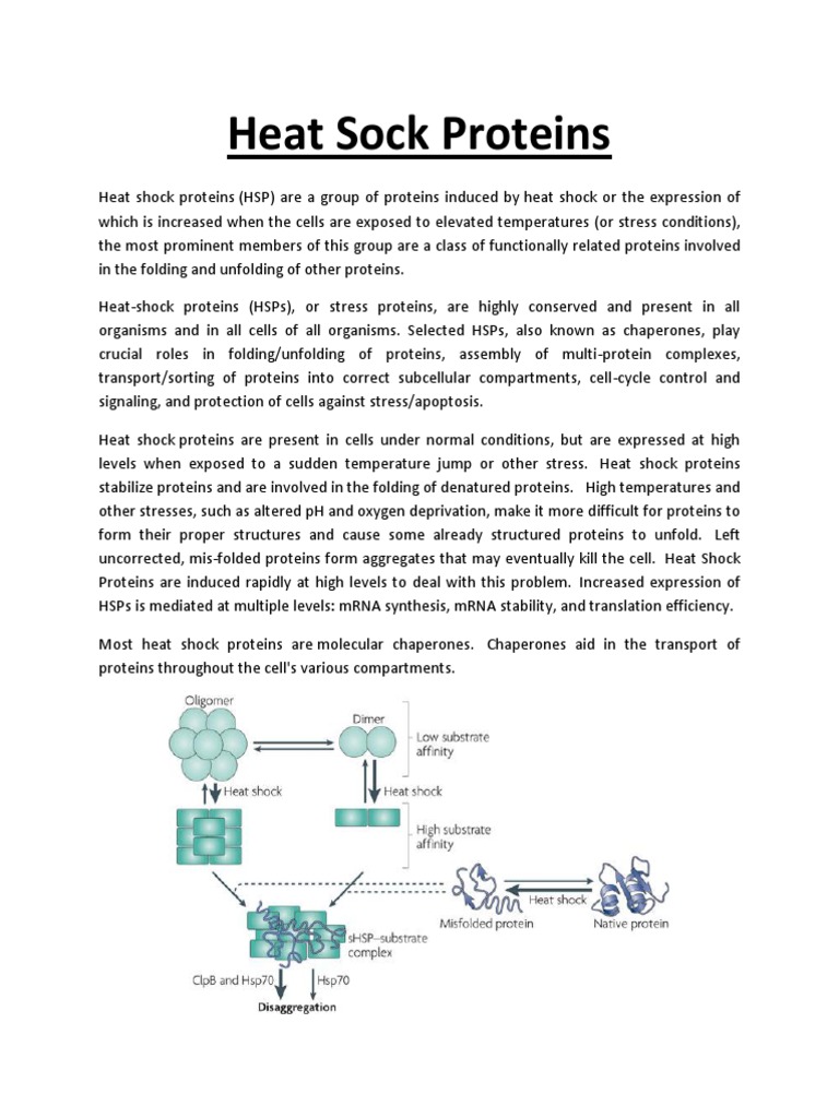 Heat Shock Proteins PDF Biochemistry Chemistry