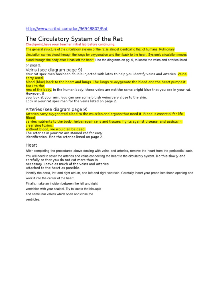 Rat Circulatory System Overview | PDF | Foreign Language Studies ...