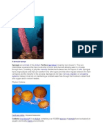 Phylum Porifera: / P Ɒ R Ɪ F ƏR Ə