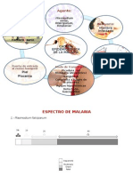 Cadena Epidemiológica y Espectro-MALARIA.