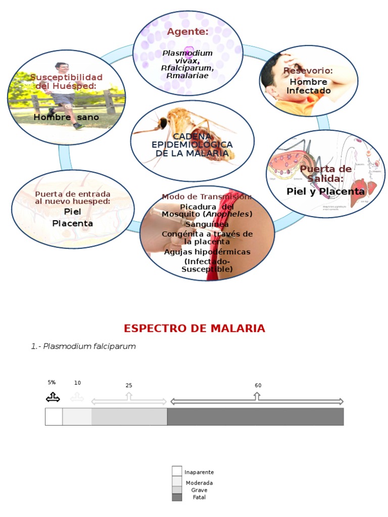 Cadena Epidemiologica Y Espectro Malaria Plasmodium Malaria