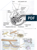 Pancreas