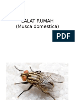 Lalat Rumah - PPT A