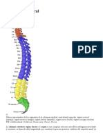 Columna vertebral.docx