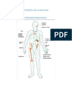 Anatomia Del Sistema Inmune