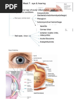 Red Eye Differential Diagnosis Guide | PDF | Cornea | Ophthalmology