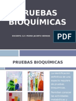 Pruebas Bioquimicas en Microbiologia
