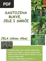 Sastojina Bukve, Jele I Smrce