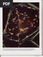Capítulo 16 - El Citoesqueleto
