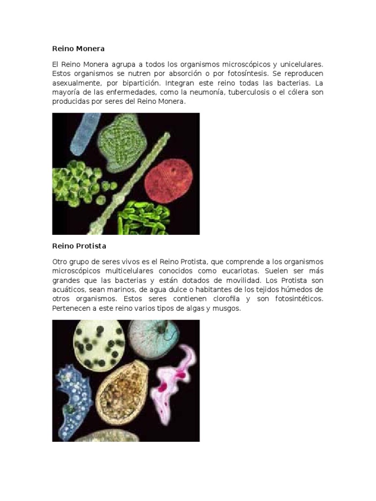 Reino Monera (ILUSTRADO) | PDF | Plantas | Hongo