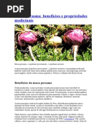 Benefícios Maca Peruana