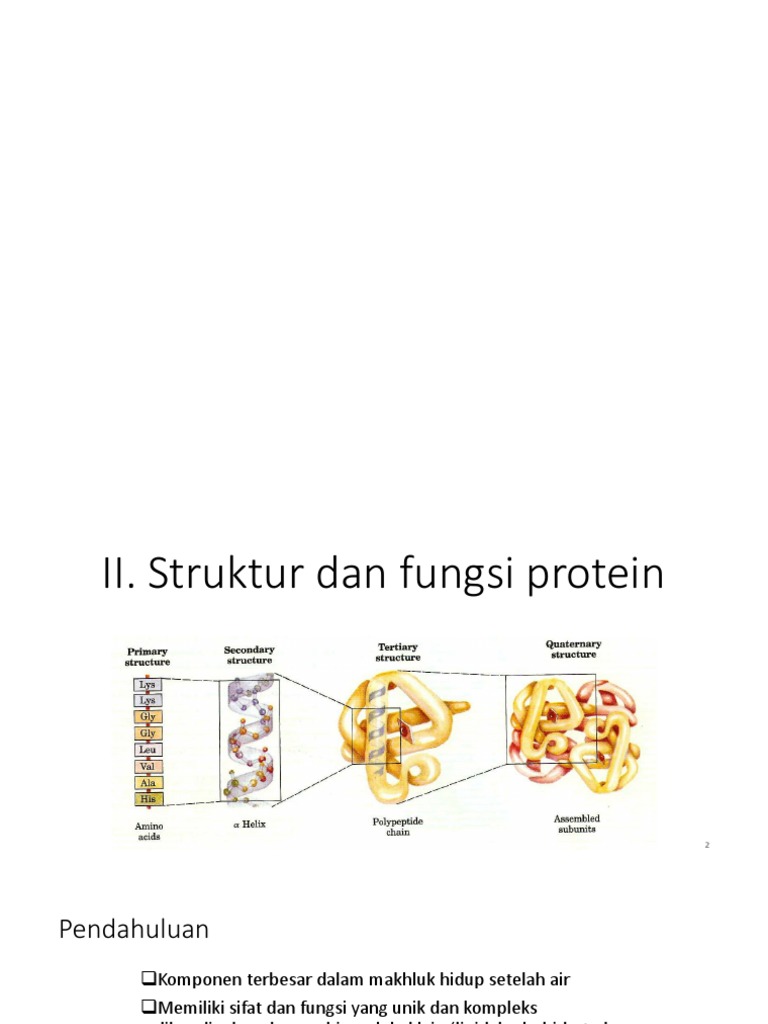Struktur Dan Fungsi Protein