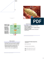 Lecture 5-Cellular Respiration