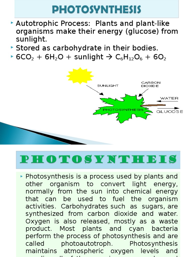 Photosynthesis.ppt