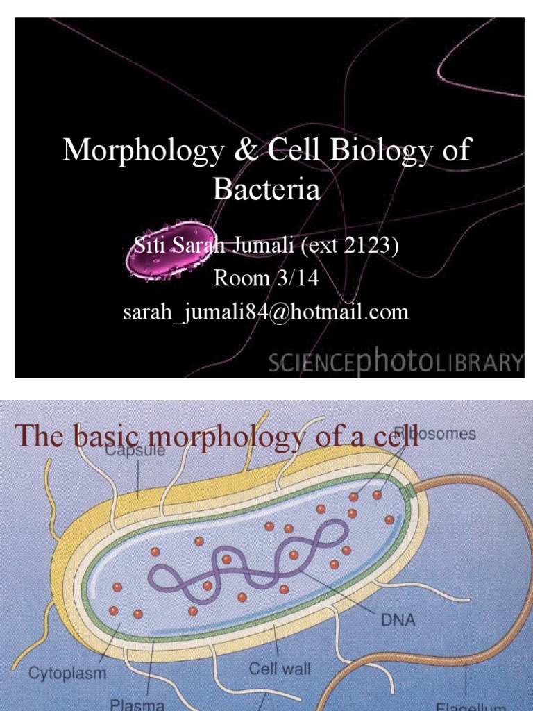 MIC 159 Morphology Cell Biology of Bacteria Cell Membrane Cell (Biology)