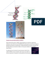 Ácido Desoxirribonucleico (ADN)