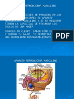 Sistema Reproductor