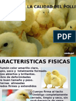 Calidad Del Pollito