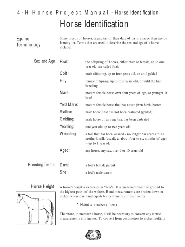 Horse Identification PDF Foal Mare