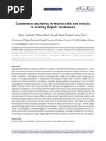 Download Exoskeleton Anchoring to Tendon Cells and Muscles in Molting Isopod Crustaceans by Elenanana SN258785275 doc pdf