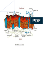 Modelul Mozaicului Fluid