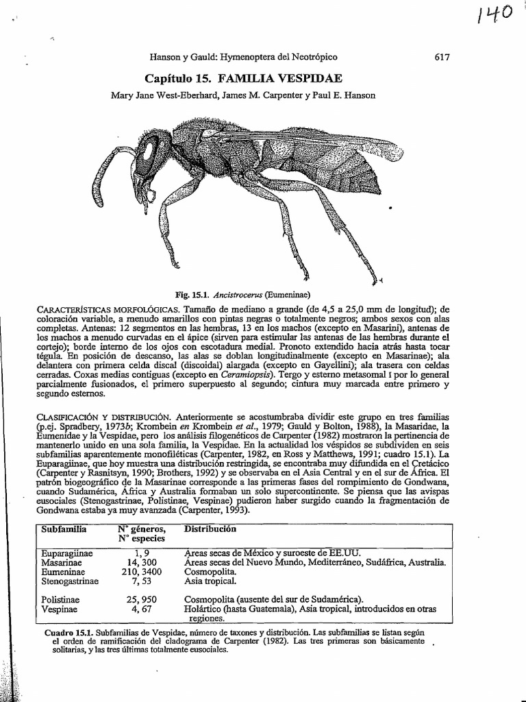 Familia VESPIDAE | PDF | Vespidae | Abejas