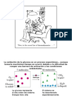 Principios de Bioenergética