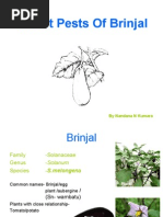 Download Insect Pests of Brinjal-By Nanadana Nayana Kumara by Nandana Nayana Kumara SN25881164 doc pdf