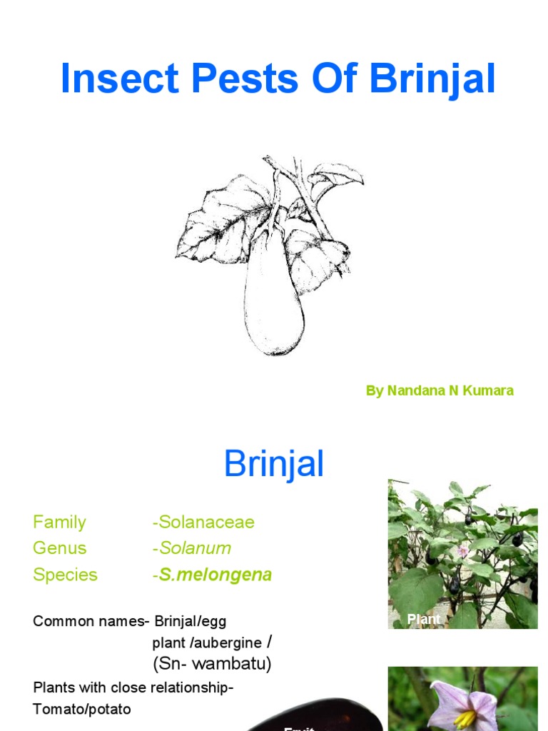 Insect Pests of BrinjalBy Nanadana Nayana Kumara Pupa Eggplant