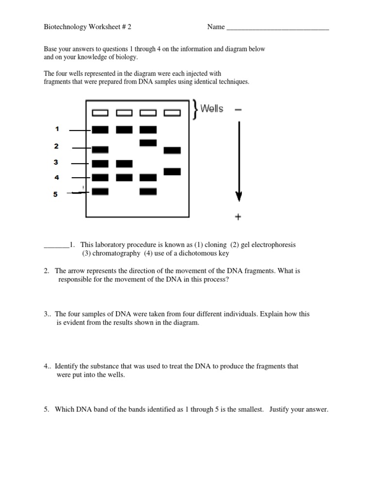 2c Biotechnology Worksheet 2 Gel Electrophoresis Dna
