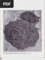 Capítulo 23 - El Sistema Inmunitario