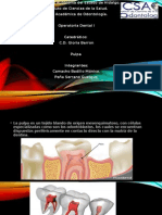 Pulpa Dental