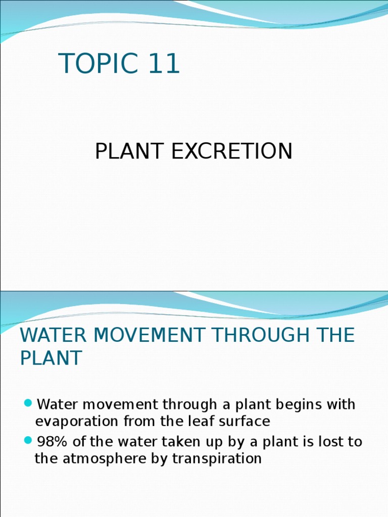Plant Excretion PDF Stoma Leaf