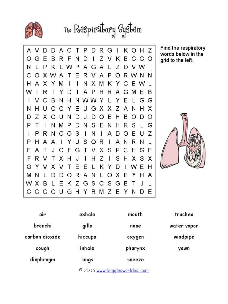 Find The Respiratory Words Below in The Grid To The Left PDF