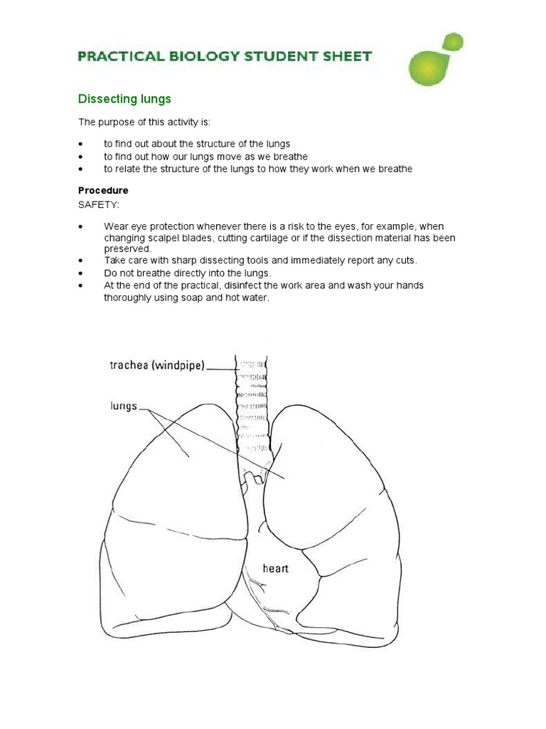 Lung Dissection Guided Worksheet | Lung | Anatomy