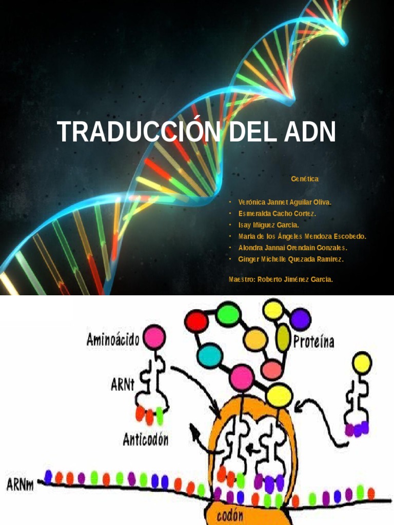 Traducción Del ADN | PDF | Traducción (biología) | Ribosoma