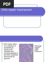 Download Dna repair mechanisms by Purushottam Gupta SN25895327 doc pdf