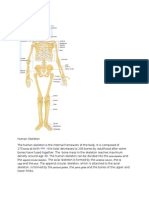 Bones Axial Skeleton Append Circular Skeleton Vertebral Column Rib Cage Skull Pectoral Girdles Pelvic Girdle