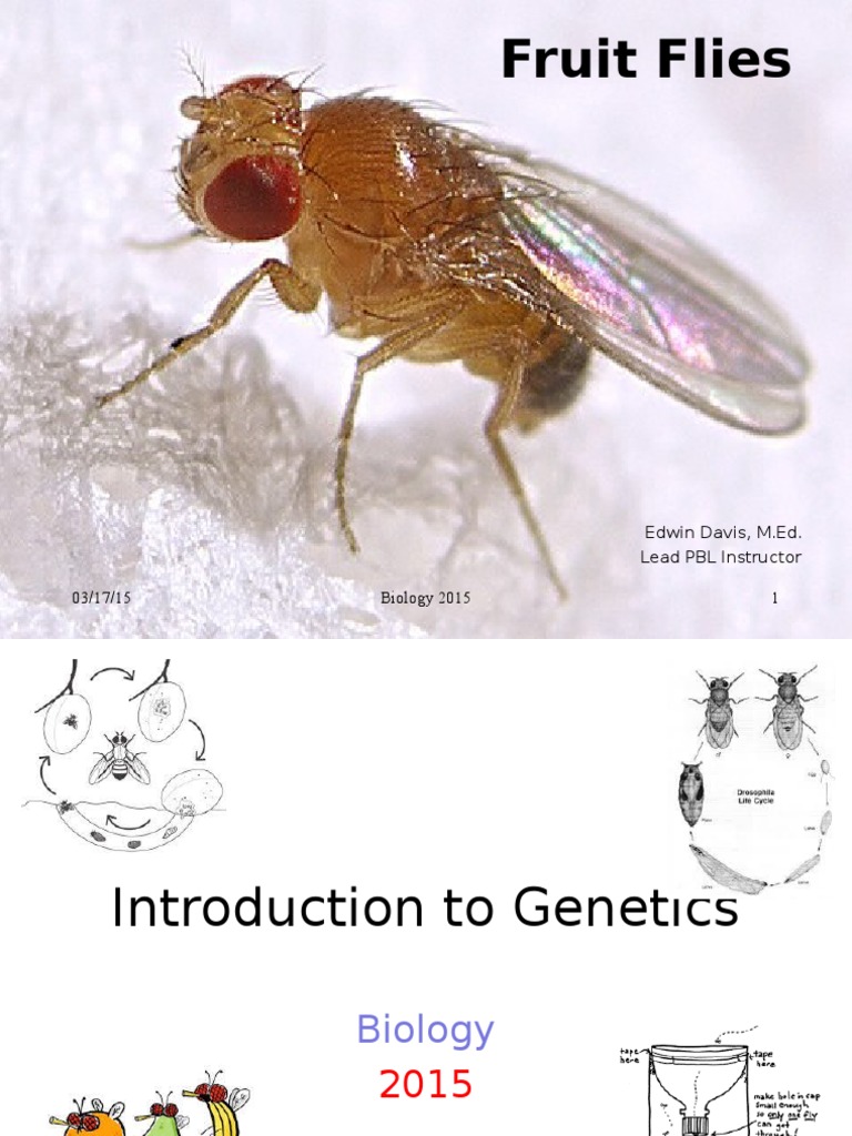 biology fruit fly i Pupa Drosophila Melanogaster Free