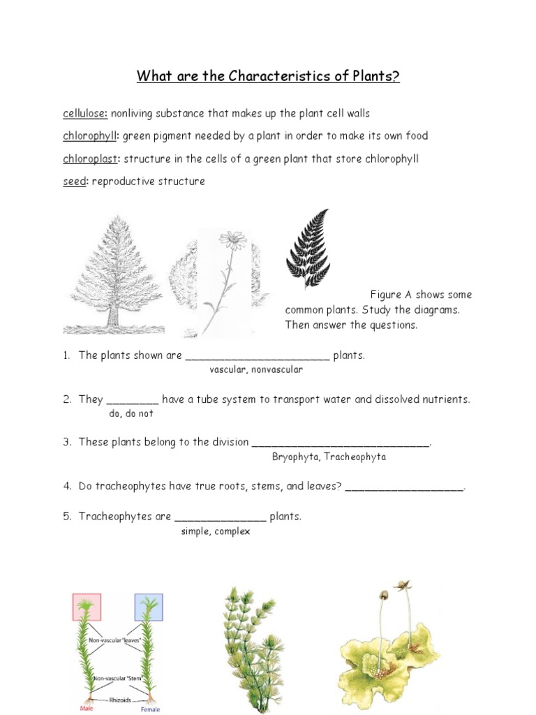 1 - Plant Characteristics Worksheet | Plants | Moss