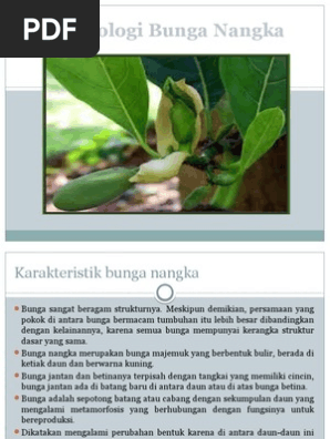Gambar Bunga Nangka - Koleksi Gambar Bunga