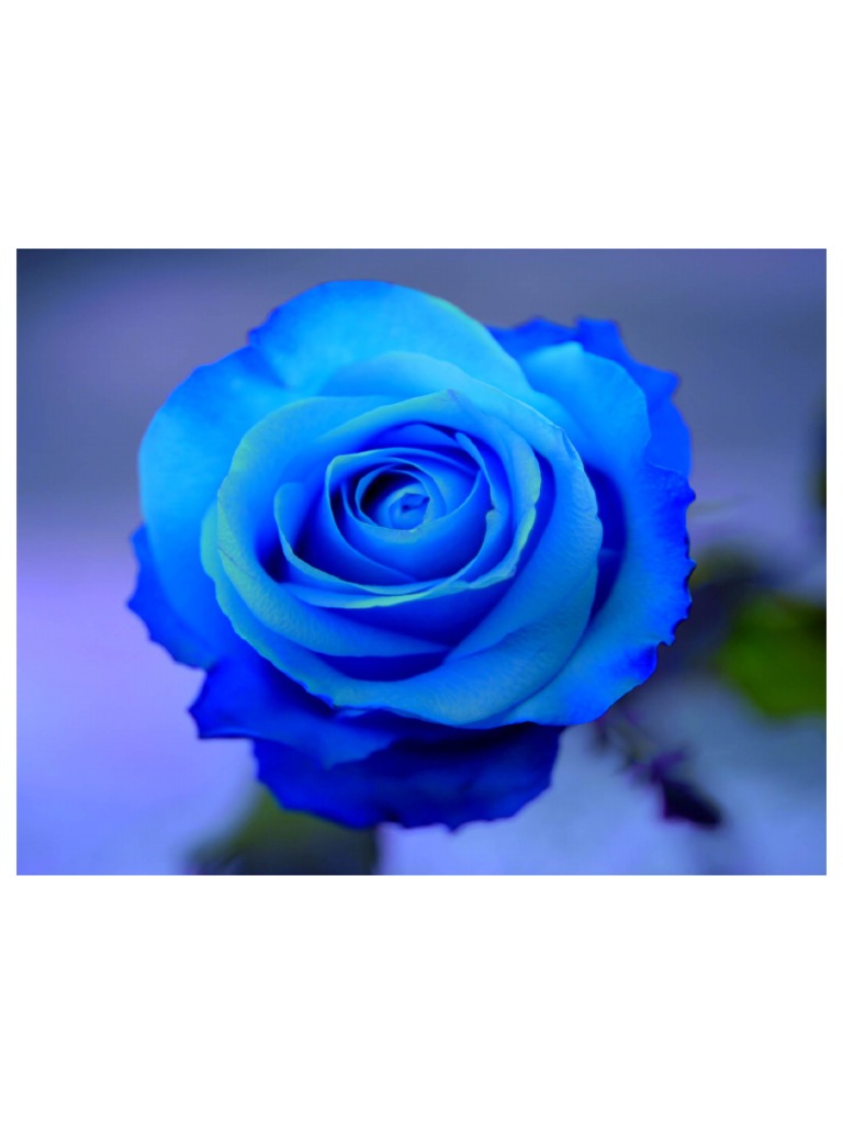 Blue Rose | PDF