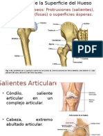 Anatomía Huesos