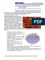 Biologia 09 - RER, Golgi, Lisosomi e Inclusioni-2