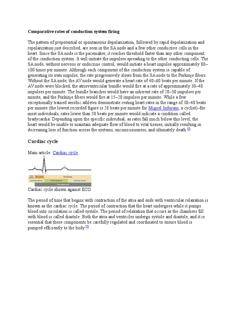 Comparative Rates of Conduction System Firing | PDF | Atrium (Heart ...