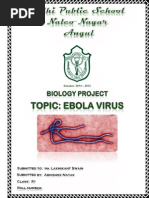 Download biology ebola virus project report by ChaitaneyMor SN259141049 doc pdf